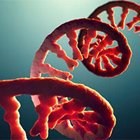 Giáo án Sinh học 12 Bài 8: Học thuyết di truyền của Mendel