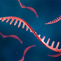 Giáo án Sinh học 12 Bài 11: Liên kết gene và hoán vị gene
