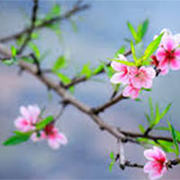 Giáo án Ngữ văn 7 Bài 2: Thực hành tiếng Việt trang 47