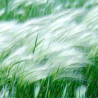 Giáo án Ngữ văn 7 Bài 2: Trở gió