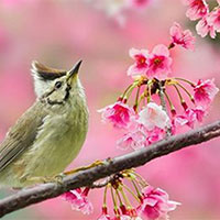 Giáo án Ngữ văn 7 Bài 4: Mùa xuân nho nhỏ