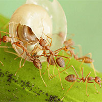 Giáo án Ngữ văn 7 Bài 6: Con mối và con kiến