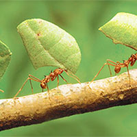 Giáo án Ngữ văn 7 Bài 6: Thực hành tiếng Việt trang 10