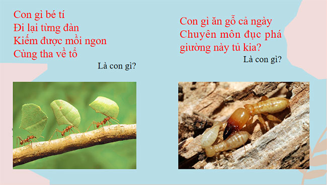 Con mối và con kiến