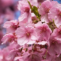 Giáo án Ngữ văn 7 Bài 9: Bản tin về hoa anh đào