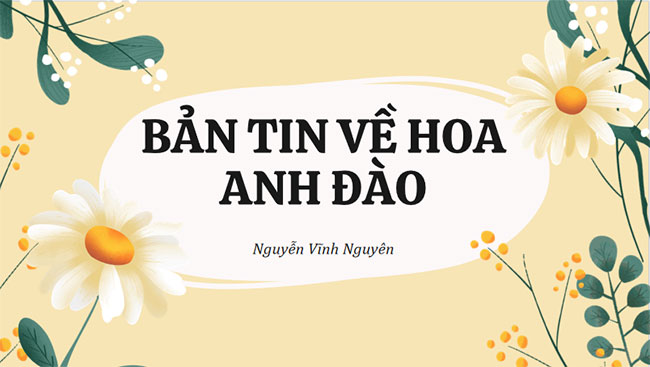 Bản tin về hoa anh đào