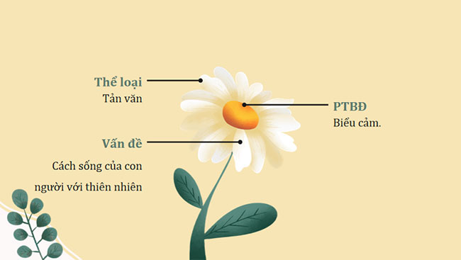 Bản tin về hoa anh đào