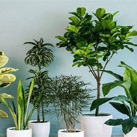 Giáo án Ngữ văn 9 Bài 9: Văn hóa hoa cây cảnh