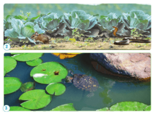 Khoa học lớp 4 Cánh diều Bài 22: Chuỗi thức ăn