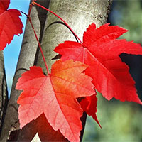 Giáo án Ngữ văn 8 Bài 7: Lá đỏ  