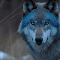 Giáo án Ngữ văn 8 Bài 6: Mắt sói  