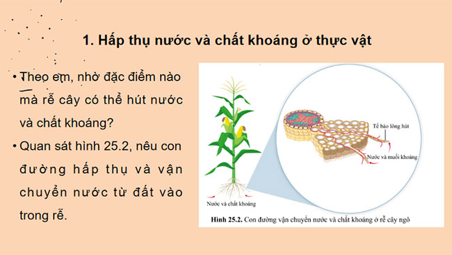 Giáo án PowerPoint Khoa học tự nhiên 7 Cánh diều Bài 25
