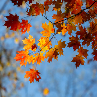 Giáo án Tiếng Việt 4 Bài 8: Mùa thu