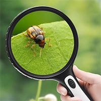 Giáo án Khoa học tự nhiên 6 Bài 3: Sử dụng kính lúp