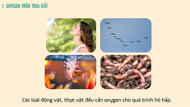 PowerPoint Khoa học tự nhiên 6 Bài 11: Oxygen. Không khí
