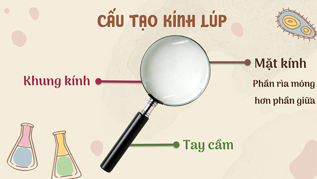 PowerPoint Khoa học tự nhiên 6 Bài 3: Sử dụng kính lúp