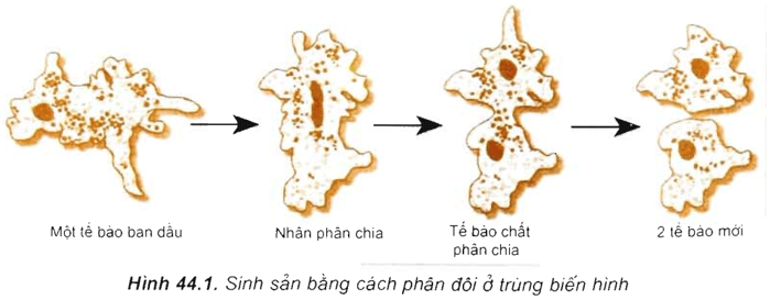 Lý thuyết Sinh 10 Kết nối tri thức Bài 21: Trao đổi chất, sinh trưởng và sinh sản ở vi sinh vật