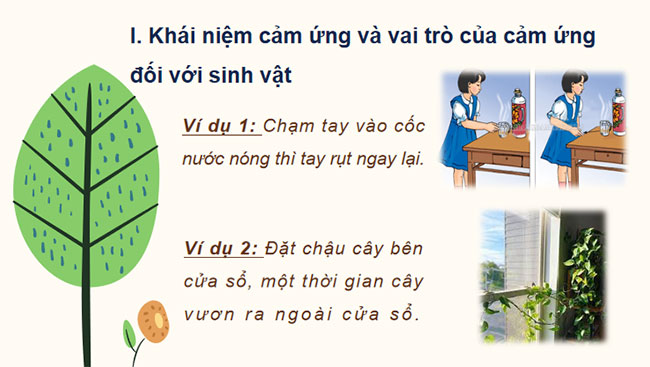Giáo án PowerPoint Khoa học tự nhiên 7 Bài 27 Cánh diều