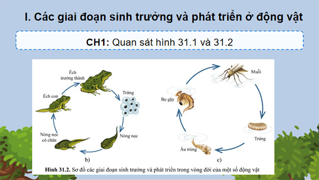 Giáo án PowerPoint Khoa học tự nhiên 7 Bài 31 Cánh diều
