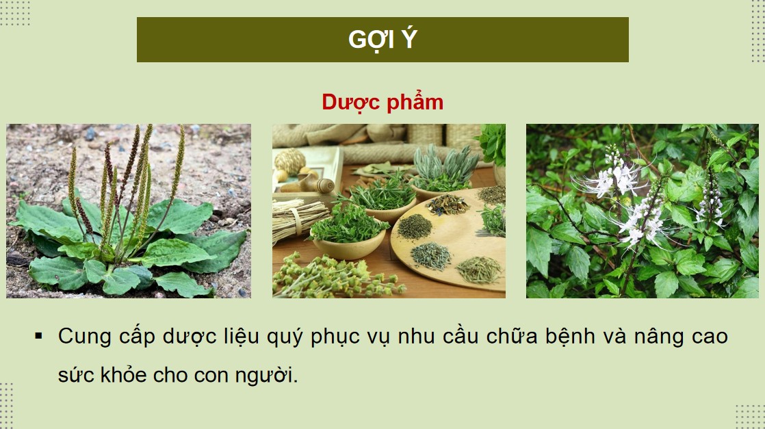 PowerPoint Công nghệ 12 Kết nối tri thức Bài Vai trò và triển vọng của lâm nghiệp