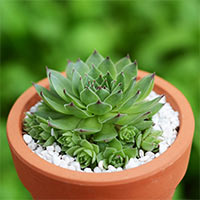 Giáo án Tiếng Việt 2 Bài 8: Kể chuyện đã học Những cây sen đá