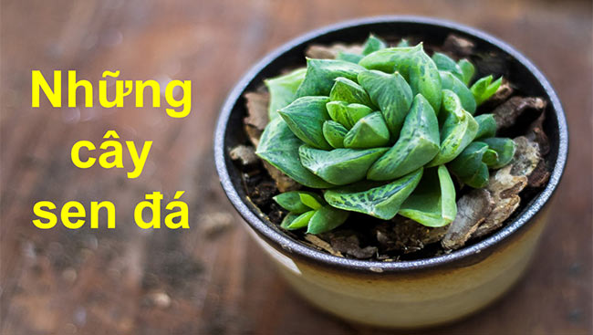 PowerPoint Tiếng Việt 2 Những cây sen đá