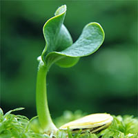 Giáo án Tiếng Việt 4 Bài 3: Tả cây cối