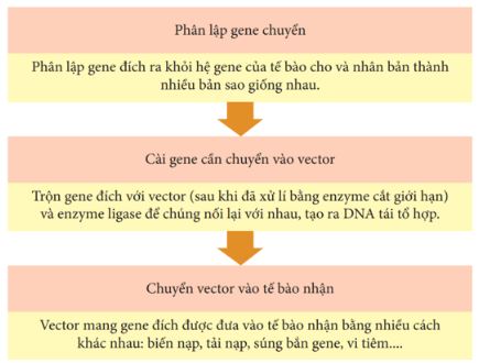 Giải Chuyên đề Sinh học 12 Kết nối tri thức bài 3