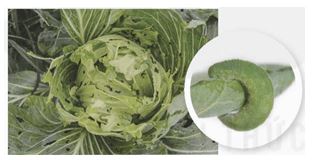 Bài 5: Khái niệm, cơ sở khoa học và vai trò của kiểm soát sinh học