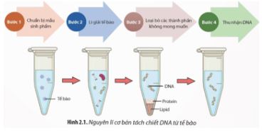 Bài 2: Tách chiết DNA từ tế bào