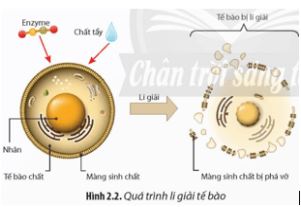 Bài 2: Tách chiết DNA từ tế bào