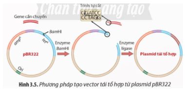 Bài 3: Công nghệ gene và thành tựu