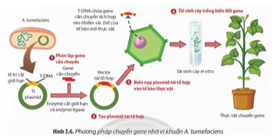 Bài 3: Công nghệ gene và thành tựu