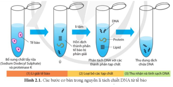 Bài 2: Phương pháp tách chiết DNA