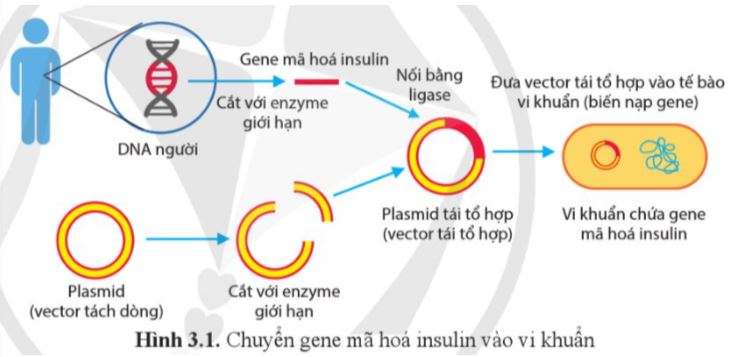 Bài 3: Công nghệ gene và tạo sinh vật chuyển gene