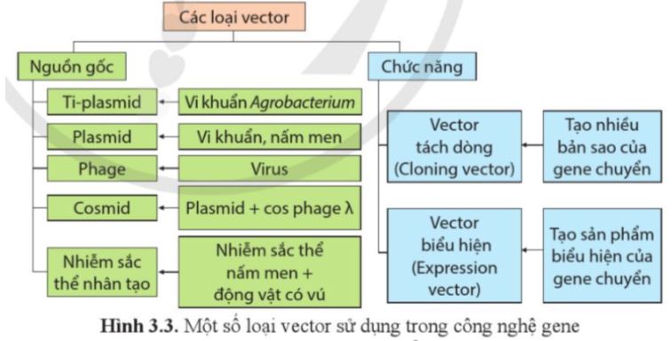 Bài 3: Công nghệ gene và tạo sinh vật chuyển gene