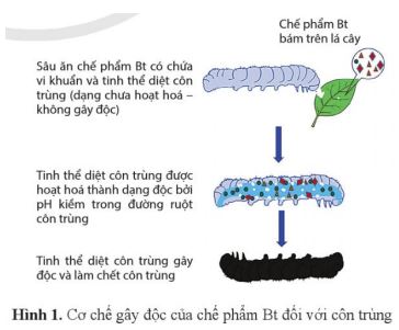 Ôn tập chuyên đề 2