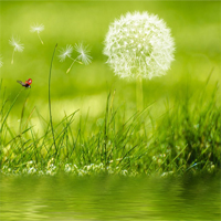 Giáo án Tiếng Việt 4 Bài 1: Cuộc phiêu lưu của bồ công anh tích hợp AI