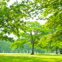 Giáo án Tiếng Việt 4 Bài 1: Nhận diện bài văn miêu tả cây cối