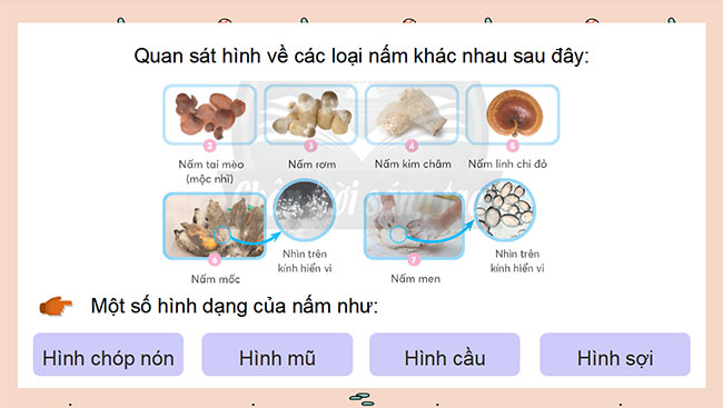 PowerPoint Khoa học 4 Chân trời sáng tạo học kì 2