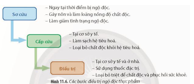 Giải Chuyên đề Sinh học 11 Chân trời sáng tạo bài 11