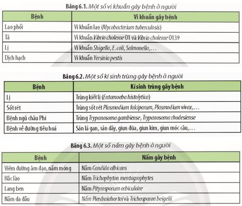 Giải Chuyên đề Sinh học 11 Chân trời sáng tạo bài 6