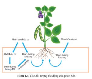 Giải Chuyên đề Sinh học 11 Cánh diều bài 1