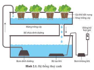 Giải Chuyên đề Sinh học 11 Cánh diều bài 2