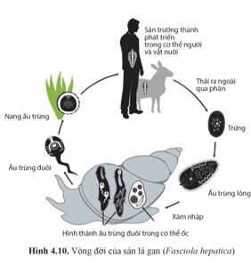 Giải Chuyên đề Sinh học 11 Cánh diều bài 4