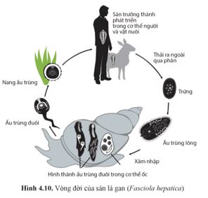 Giải Chuyên đề Sinh học 11 Cánh diều bài 4