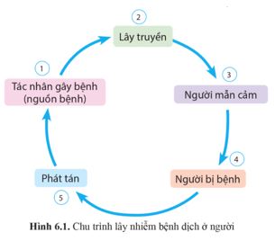 Giải Chuyên đề Sinh học 11 Cánh diều bài 6