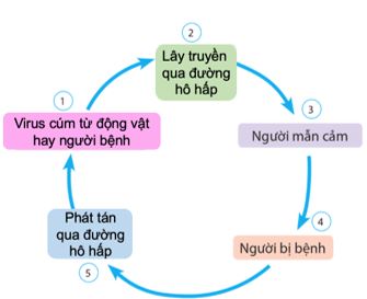 Giải Chuyên đề Sinh học 11 Cánh diều bài 6