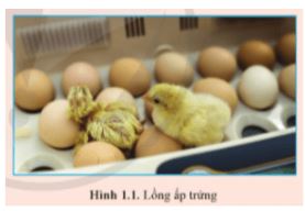 Giải Chuyên đề Vật lí 11 Cánh diều bài 1: Thiết bị cảm biến và khuếch đại thuật toán