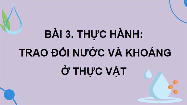 PowerPoint Sinh học 11 Bài 3 Kết nối tri thức